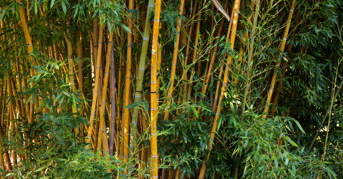 WHY WE CHOSE BAMBOO